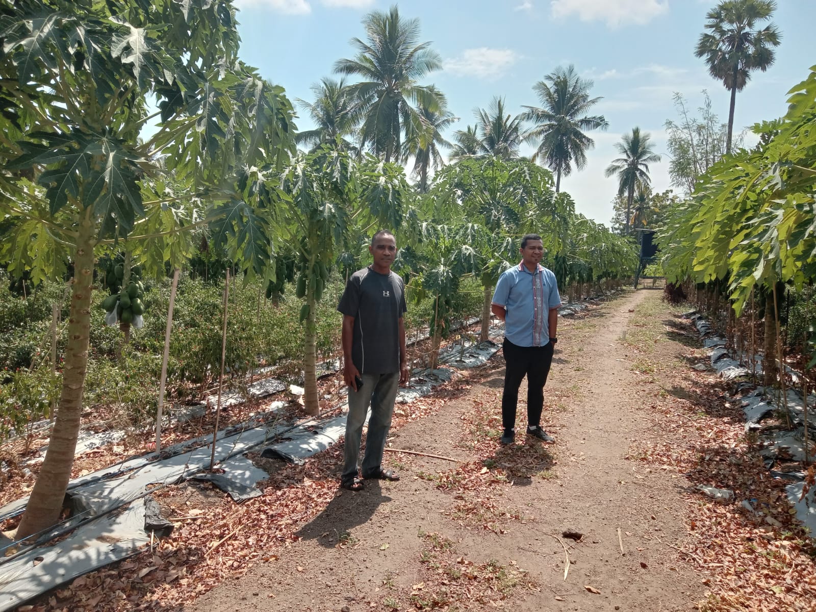 Dongkrak PADes, Program Hortikultura Bumdes Maju Makmur Desa Waiara Siap Panen Pepaya California Awal Agustus