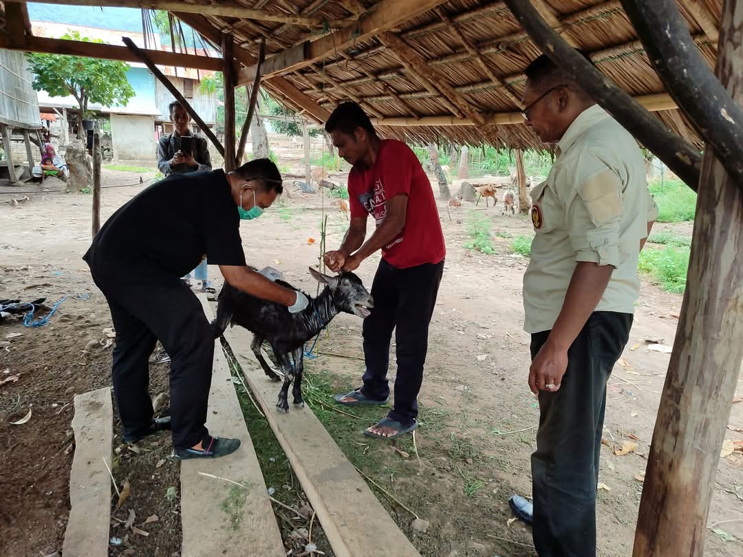 Dinas Pertanian Sikka Gencar Tangani Wabah Scabies pada Ternak Kambing