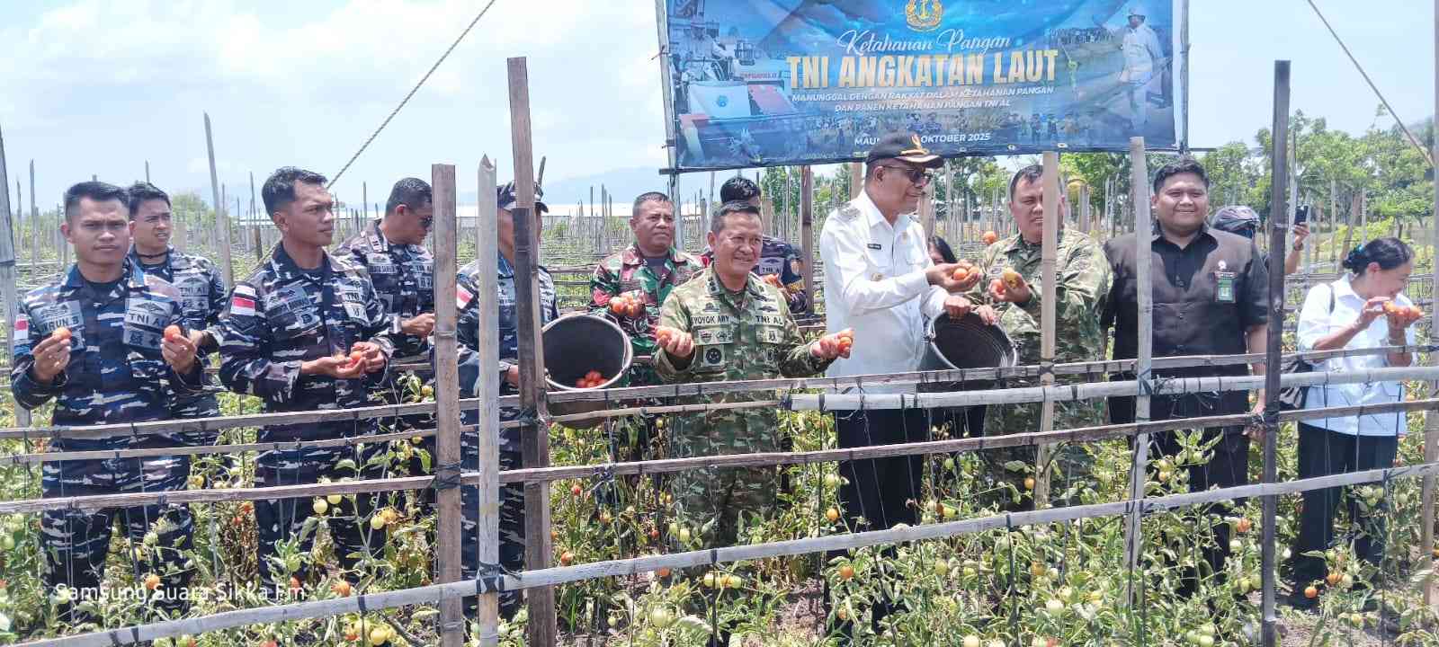 Wakil Bupati Sikka Ikuti Panen Raya Garuda Merah Putih Ketahanan Pangan TNI AL 2025 di Wailiti